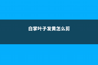 白掌叶子发黄怎么补救 (白掌叶子发黄怎么剪)