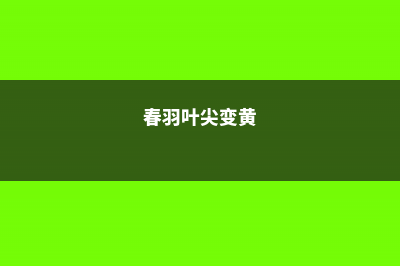 春羽叶子发黄的原因，黄叶怎么办 (春羽叶尖变黄)