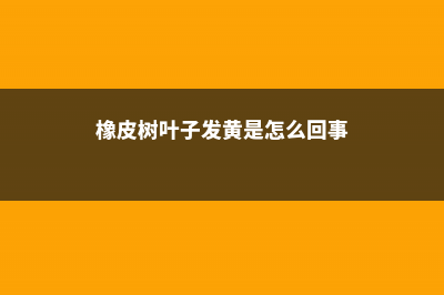 橡皮树叶子发黄怎么回事，怎么补救 (橡皮树叶子发黄是怎么回事)