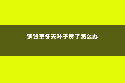 铜钱草冬天叶子黄了怎么办 (铜钱草冬天叶子黄了怎么办)