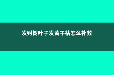 发财树叶子发黄怎么救 (发财树叶子发黄干枯怎么补救)