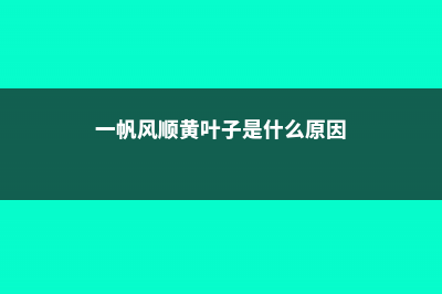 一帆风顺黄叶子怎么补救，黄叶的原因 (一帆风顺黄叶子是什么原因)