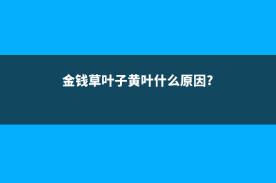 金钱草叶子为什么会发黄，叶子发黄怎么办 (金钱草叶子黄叶什么原因?)