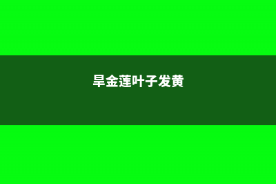 旱金莲叶子黄怎么补救 (旱金莲叶子发黄)