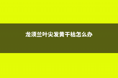 龙须兰黄叶的原因和处理办法 (龙须兰叶尖发黄干枯怎么办)