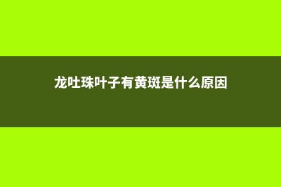 龙吐珠黄叶的原因和处理办法 (龙吐珠叶子有黄斑是什么原因)