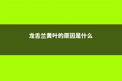 龙舌兰黄叶的原因及处理办法 (龙舌兰黄叶的原因是什么)