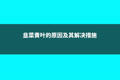 韭菜黄叶的原因和处理办法 (韭菜黄叶的原因及其解决措施)