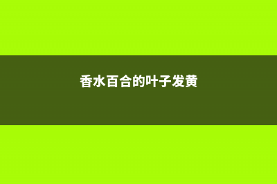 香水百合黄叶的原因和处理办法 (香水百合的叶子发黄)