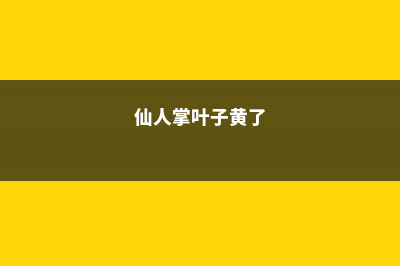 仙人掌黄叶的原因及处理办法 (仙人掌叶子黄了)