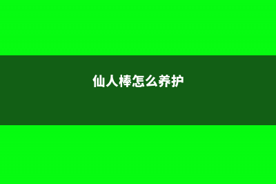 仙人棒黄叶的原因及处理办法 (仙人棒怎么养护)