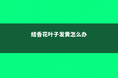 结香黄叶的原因和处理办法 (结香花叶子发黄怎么办)