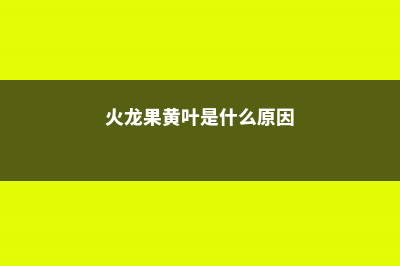 火龙果黄叶的原因和处理办法 (火龙果黄叶是什么原因)