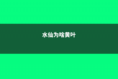 水仙黄叶的原因和处理办法 (水仙为啥黄叶)