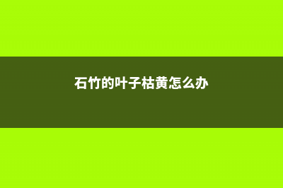 石竹黄叶的原因和处理办法 (石竹的叶子枯黄怎么办)