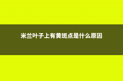 米兰叶子上有黄斑点，米兰叶子黄是怎么回事 (米兰叶子上有黄斑点是什么原因)