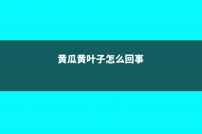 黄瓜黄叶的原因和处理办法 (黄瓜黄叶子怎么回事)