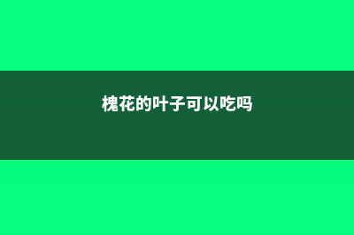 槐花黄叶的原因和处理办法 (槐花的叶子可以吃吗)