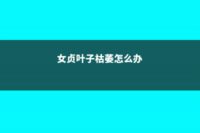 女贞黄叶的原因和处理办法 (女贞叶子枯萎怎么办)