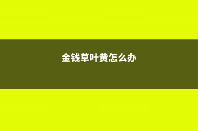 金钱草叶黄怎么回事，怎么解决 (金钱草叶黄怎么办)