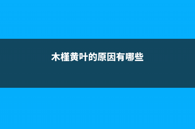 木槿黄叶的原因和处理办法 (木槿黄叶的原因有哪些)