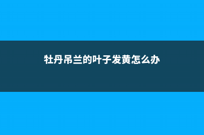 牡丹吊兰黄叶的原因和处理办法 (牡丹吊兰的叶子发黄怎么办)