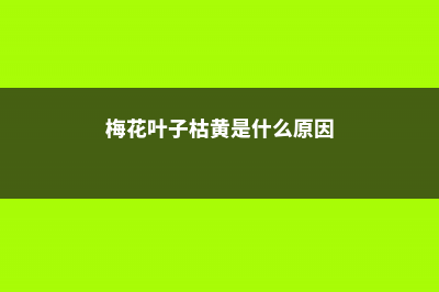 梅花黄叶的原因和处理办法 (梅花叶子枯黄是什么原因)