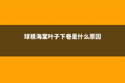 球根海棠黄叶的原因和处理办法 (球根海棠叶子下卷是什么原因)