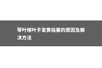 琴叶榕黄叶的原因和处理办法 (琴叶榕叶子发黄枯萎的原因及解决方法)