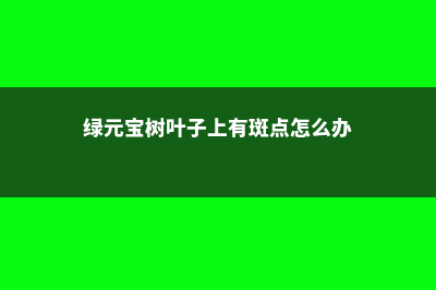 绿元宝黄叶的原因和处理办法 (绿元宝树叶子上有斑点怎么办)