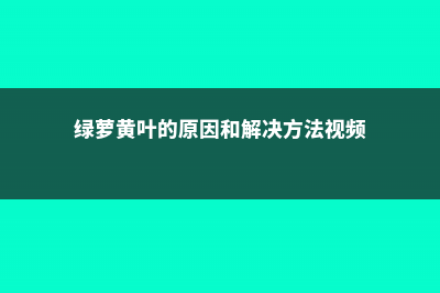 绿萝黄叶的原因和处理办法 (绿萝黄叶的原因和解决方法视频)