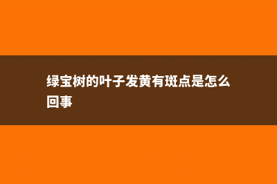 绿宝树黄叶的原因和处理办法 (绿宝树的叶子发黄有斑点是怎么回事)