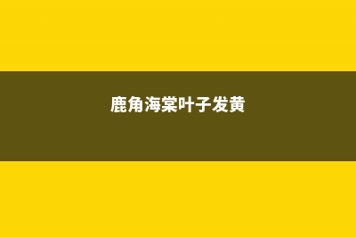 鹿角海棠黄叶的原因和处理办法 (鹿角海棠叶子发黄)