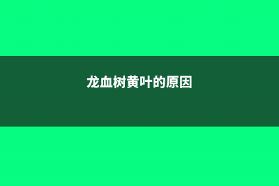 龙血树黄叶的原因和处理办法 (龙血树黄叶的原因)