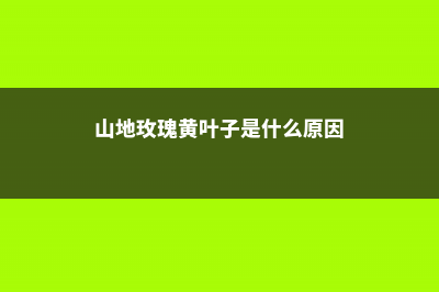 山地玫瑰黄叶的原因和处理办法 (山地玫瑰黄叶子是什么原因)