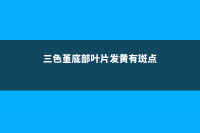 三色堇黄叶的原因和处理办法 (三色堇底部叶片发黄有斑点)