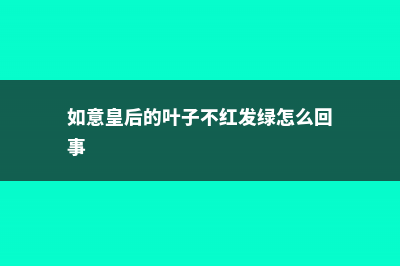 如意皇后黄叶的原因和处理办法 (如意皇后的叶子不红发绿怎么回事)