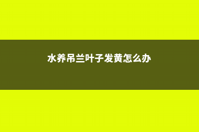 水养吊兰叶子发黄是什么原因，水养吊兰的叶尖为什么会枯 (水养吊兰叶子发黄怎么办)