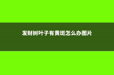 发财树叶子有黄斑怎么办，冬天怎么养才能安全过冬 (发财树叶子有黄斑怎么办图片)