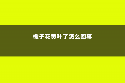 栀子花黄叶还能救吗，怎么救 (栀子花黄叶了怎么回事)