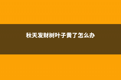 秋天发财树叶子发黄是怎么回事，怎么挽救 (秋天发财树叶子黄了怎么办)