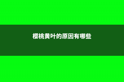 樱桃黄叶的原因和处理办法 (樱桃黄叶的原因有哪些)