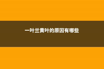 一叶兰黄叶的原因和处理办法 (一叶兰黄叶的原因有哪些)