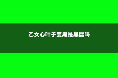 乙女心黄叶的原因和处理办法 (乙女心叶子变黑是黑腐吗)