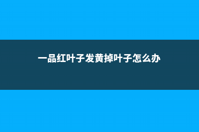 一品红黄叶的原因和处理办法 (一品红叶子发黄掉叶子怎么办)