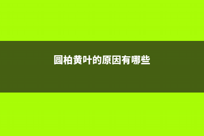 圆柏黄叶的原因和处理办法 (圆柏黄叶的原因有哪些)