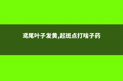 鸢尾黄叶的原因和处理办法 (鸢尾叶子发黄,起斑点打啥子药)