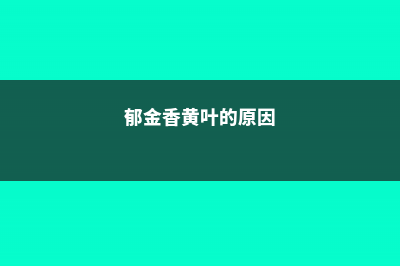 郁金香黄叶的原因和处理办法 (郁金香黄叶的原因)