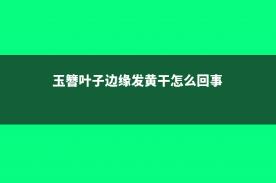 玉簪黄叶的原因和处理办法 (玉簪叶子边缘发黄干怎么回事)