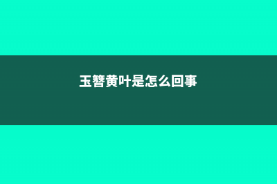 玉簪花黄叶的原因和处理办法 (玉簪黄叶是怎么回事)